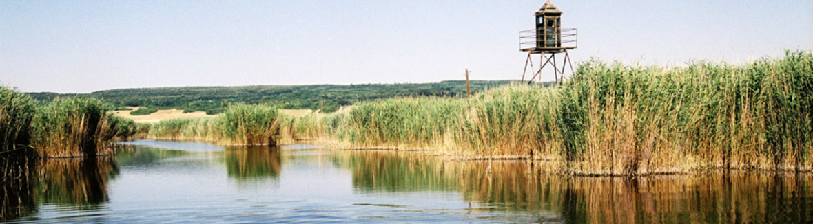 F1000003 vágott csík.jpg